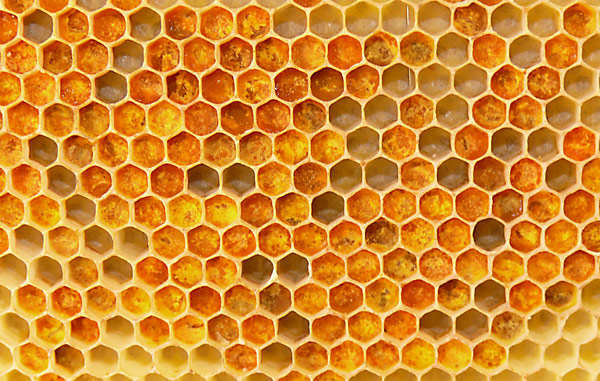 Bienenbrot. Blütenstaub, der von den Bienen in den Wabenzellen abgelagert wird, verändert durch Gärungsprozesse seine Inhaltsstoffe. Hohe Anreicherung von biologischen Wirkstoffen!