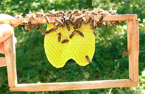 Holzrahmen mit Bienen-Wabe