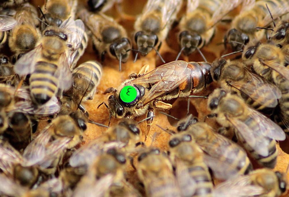 eine Bienenkönigin inmitten ihres Volkes. Sie ist deutlich größer und ist hier mit einem kleinen, runden aufkleber hinter dem Kopf zwischen den Flügelansätzen gekennzeichnet. Aus der Farbe des Aufklebers ergibt sich das 'Geburtsjahr' der Königin. Auf diesem Bild ist es ein hellgrüner Aufkleber!