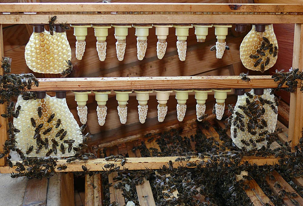 eine Ansammlung von Bienen-Königinnen, die separat in einem kleinen raum gehalten werden, bevor sie unter leichter Betäubung künstlich befruchtet werden, wodurch eine hochwertige Gründerin eines fleißigen, aber friedlichen Bienenvolkes sicher gestellt ist.